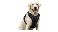 Harnesses for Dogs