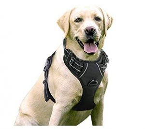 The 10 Best Harness for your lovely beautiful Dogs 1