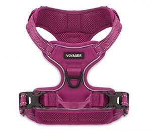 The 10 Best Harness for your lovely beautiful Dogs 7