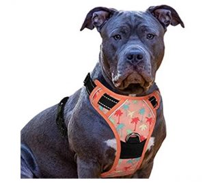 The 10 Best Harness for your lovely beautiful Dogs 4