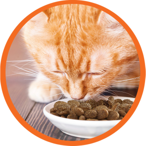 best cat food on Amazon