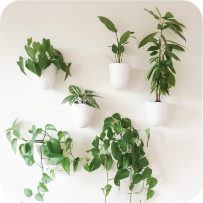 The 5 Best Wall Planters 2