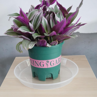 The 5 Best Plant Saucers 2