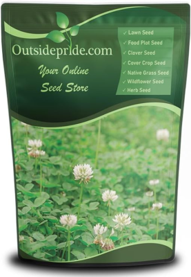 The 5 Best Clover Seeds 2