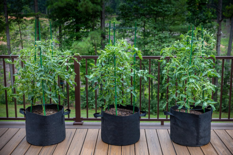 Grow Bags for Thriving Plants