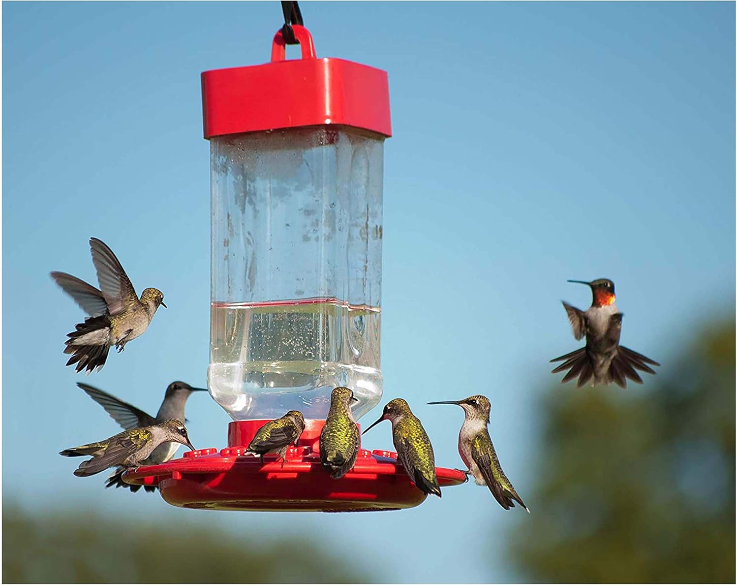 The 5 Best Hummingbird Foods 2026 | Rank1one